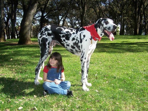 largest dog in world. largest dog in world.