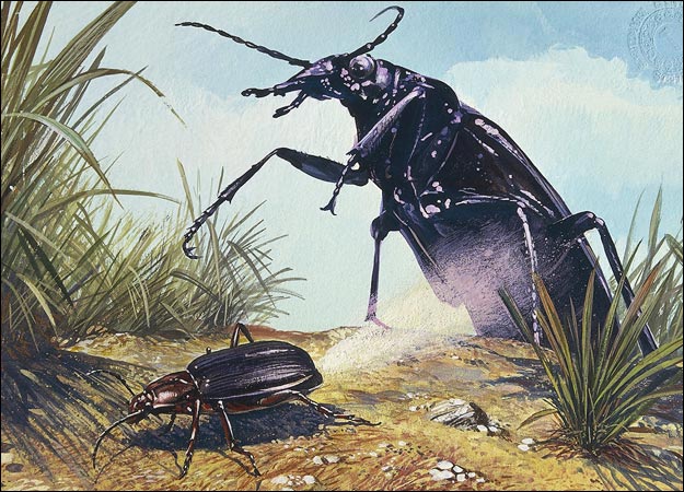 bombardier beetle facts