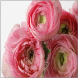 rosas