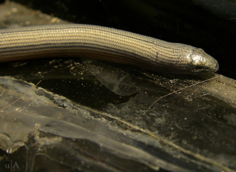 The glasssnake lizard Facts About All