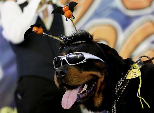 [dog_costumes21.jpg]