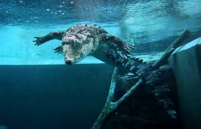Gaiola da Morte, um encontro com crocodilos Gaiola da Morte, um encontro com crocodilos