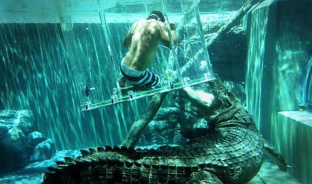 Gaiola da Morte, um encontro com crocodilos Gaiola da Morte, um encontro com crocodilos