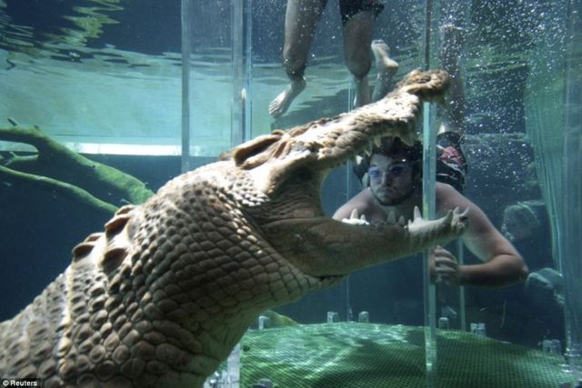 Gaiola da Morte, um encontro com crocodilos