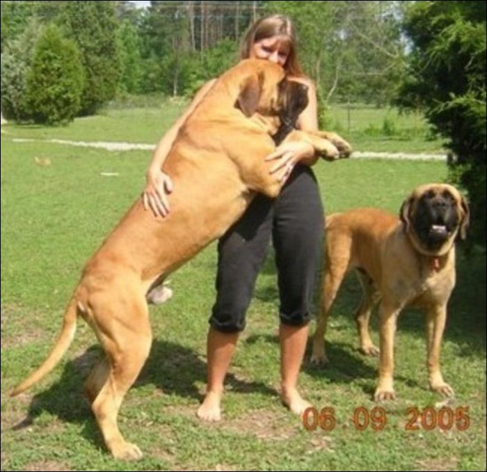Dog Breed With The Biggest Penis Dog Breed With The Biggest Penis