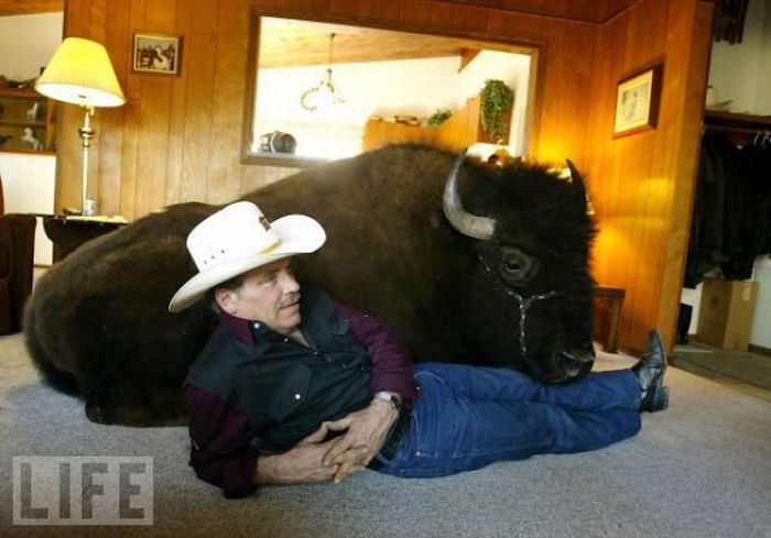 Buffalos Can Also Be Amazing House Pets Damn Cool Pictures