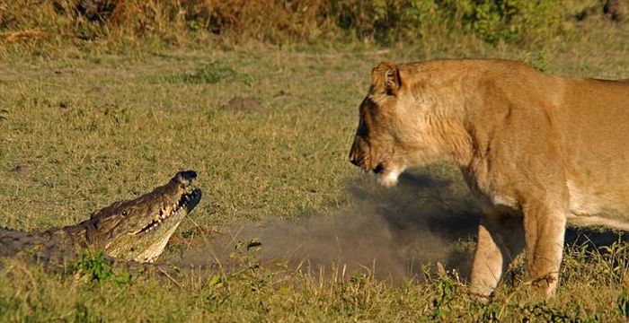Lionesses_vs_Crocodile_02.jpg