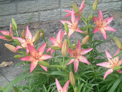 Toad Lillies in our backyard