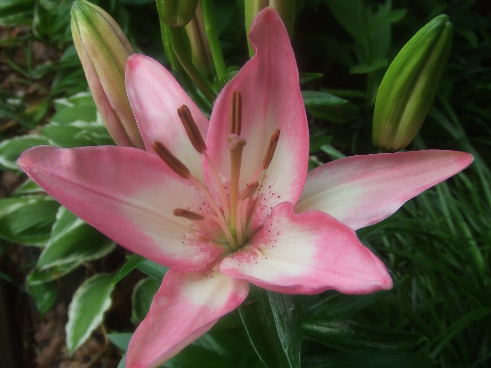 The Suburban Gardener Asiatic Lily Tiny Todd