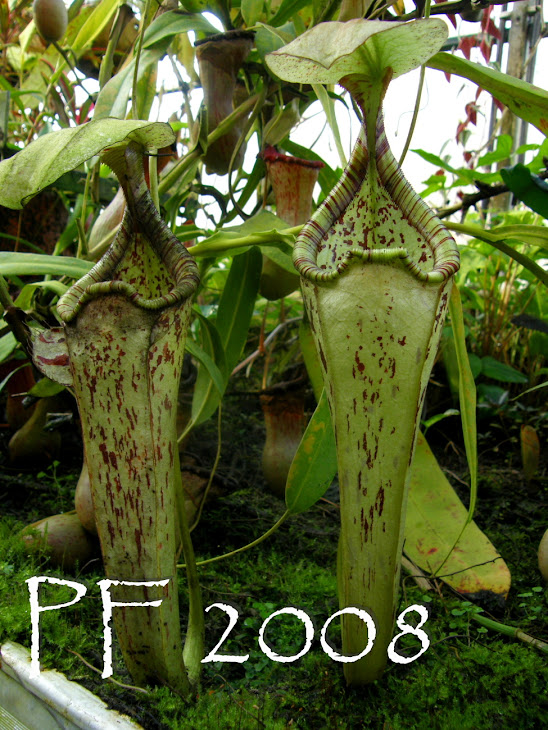 Upper pitchers of Nepenthes x mizuho