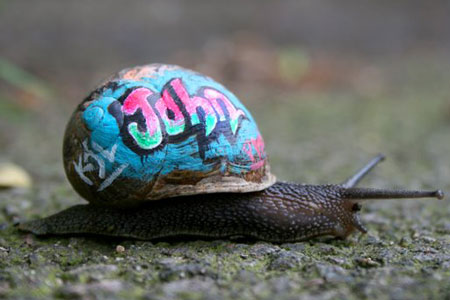 [graffiti-snails.jpg]