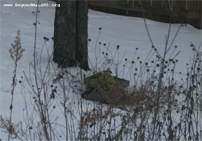 ground feeder