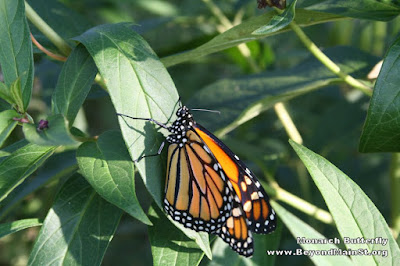 monarch butterfly release