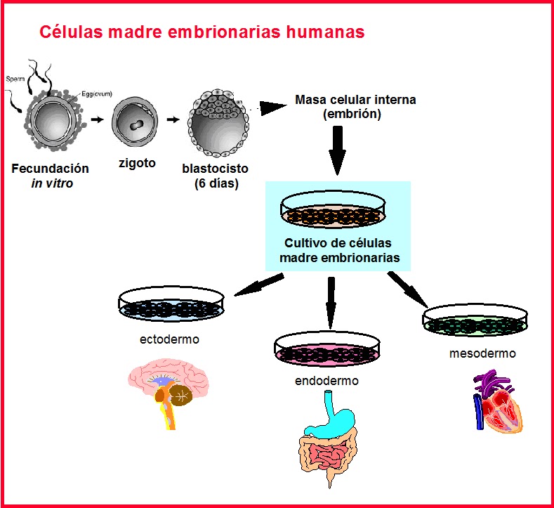 MYCBiología LAS CLONACIONES TERAPÉUTICAS