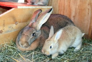 4 wks old w/mom