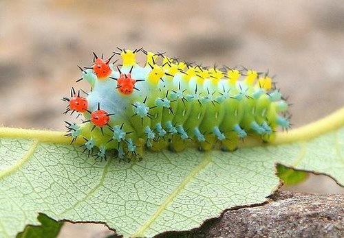 Dream Dunia: 10 Most Beautiful and Colorful Caterpillars
