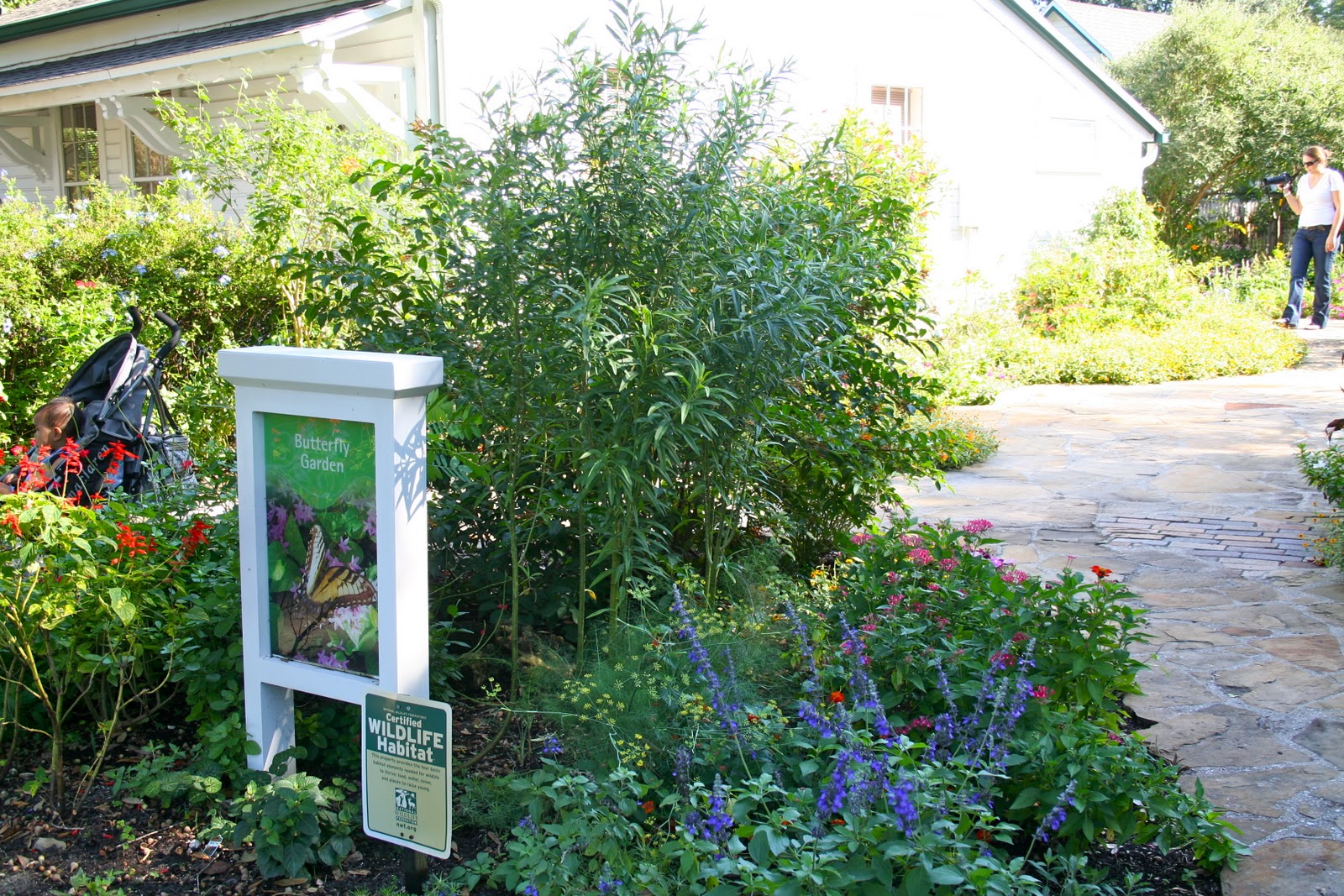 Milkweed Gardens Places The Butterfly Garden At Harry P Leu