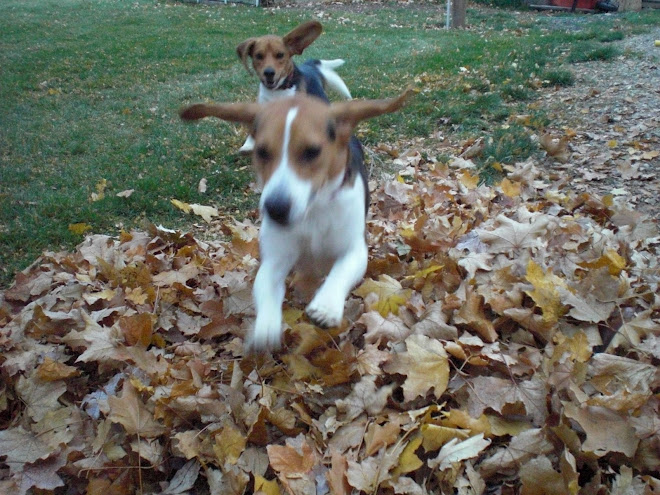 Flight of the Beagles!