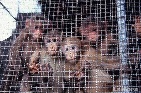 Por que se trafica la fauna. | El trafico de animales exoticos