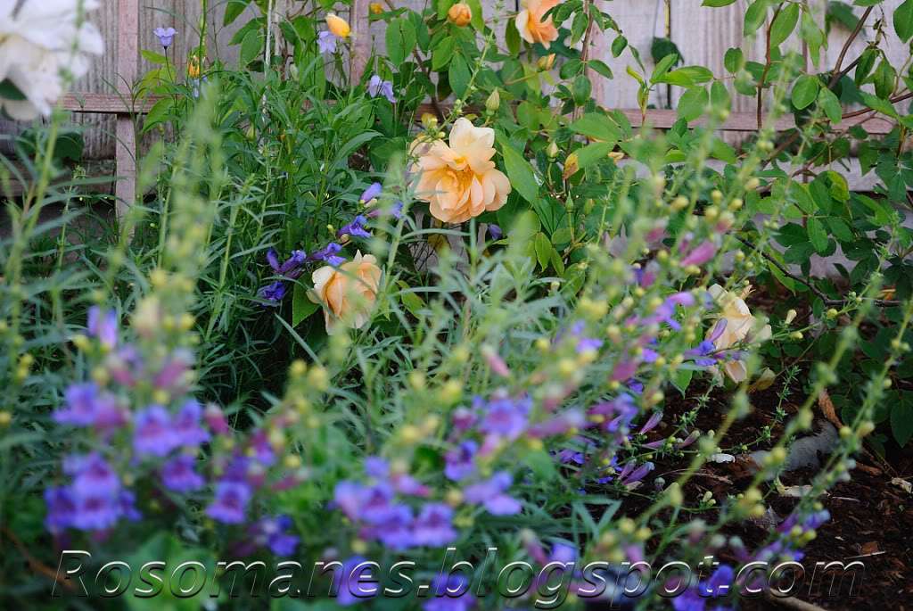 A Rose is a Rose&hellip; Companion plants for roses and some
