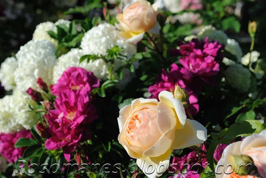 A Rose is a Rose... Companion plants for roses and some color combos