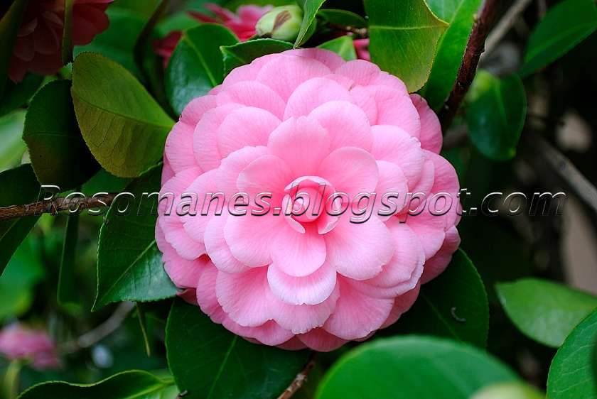 Virtual New Zealand Stamps 1992 Camellias