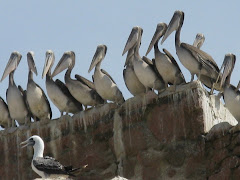 ballestas islands