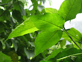 Jungle foliage