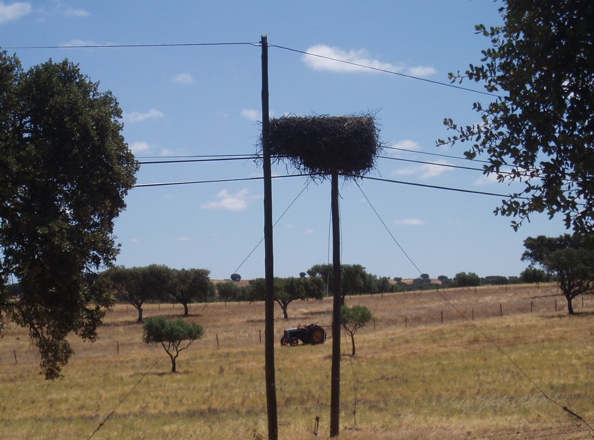 [Ninho+sem+cegonha]