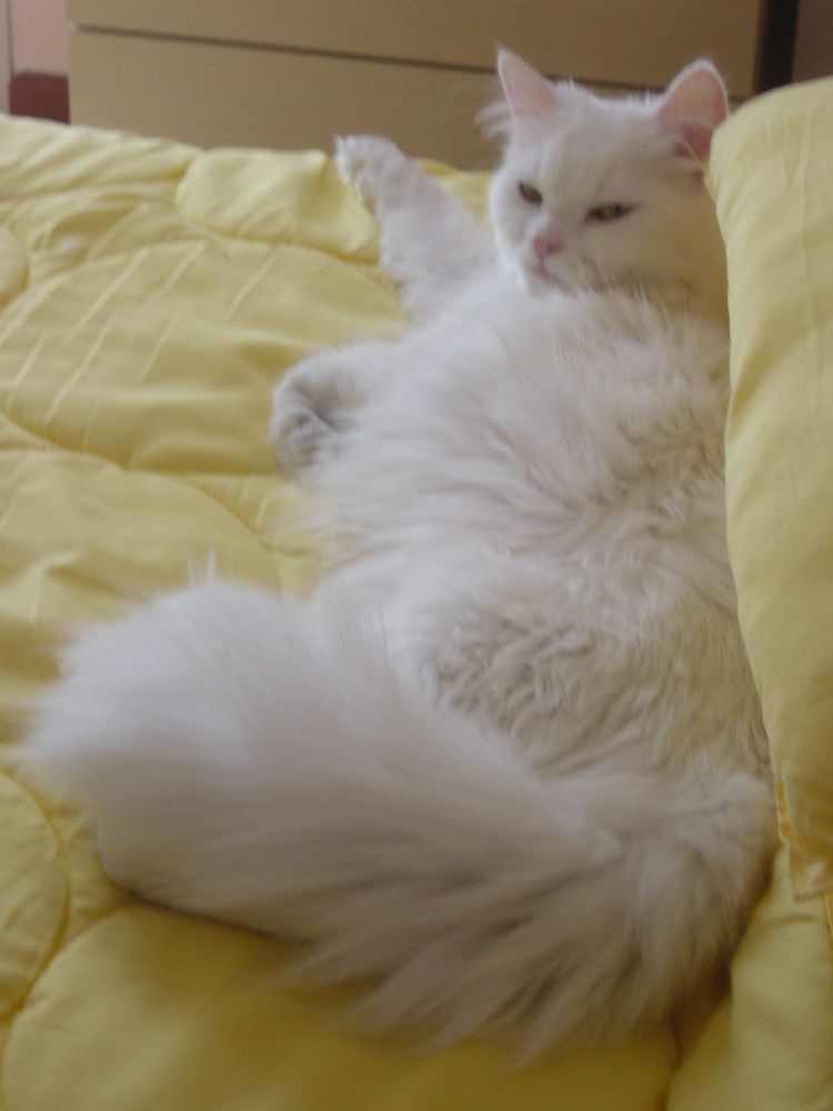 [linshapose2.JPG]