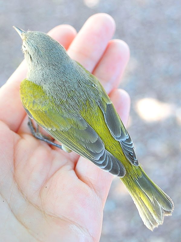 [bird.jpg]