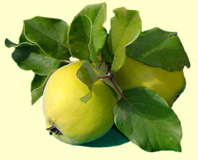 [quinces.jpg]