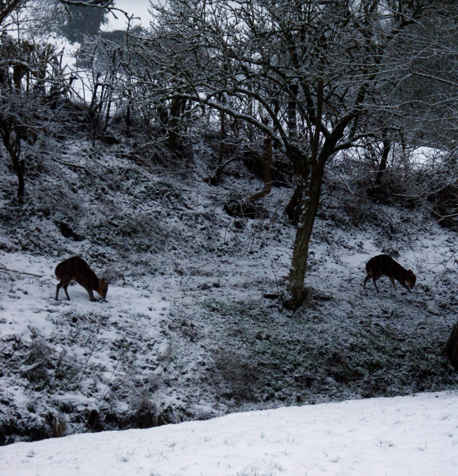 [dsc03081+(Modified).jpg]