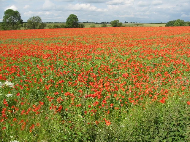 [poppies.JPG]