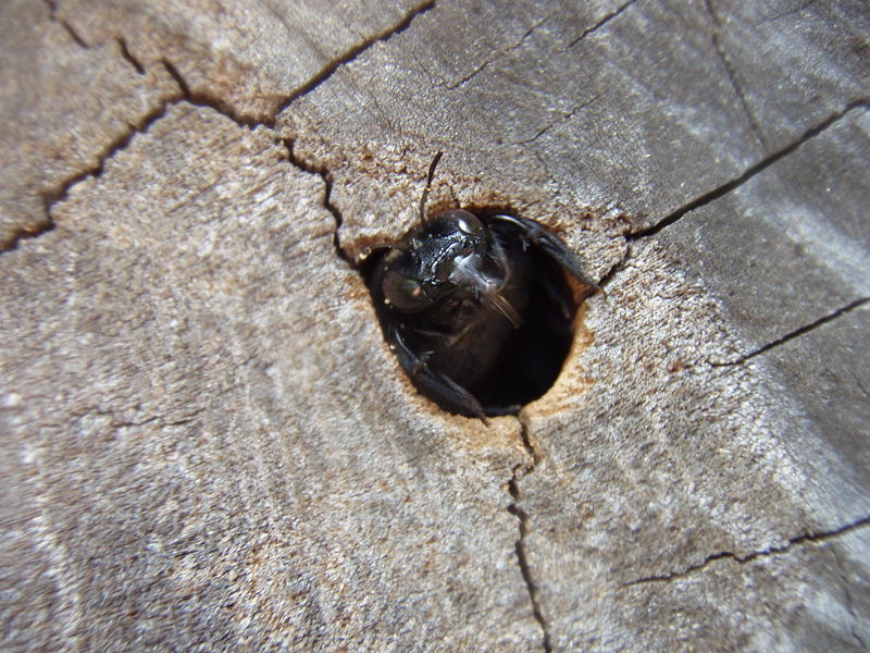 [Xylocopa.jpg]
