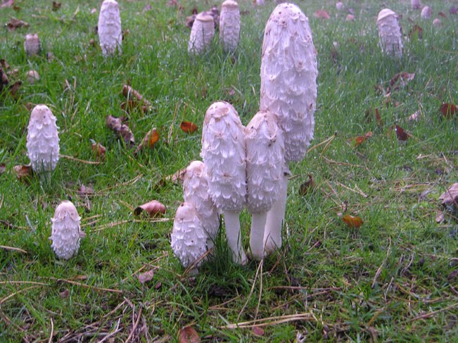 [Coprinus+comatus.jpg]