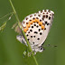 Бабочки. Для ленивых энтомологов с картинками
