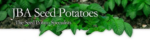 potato seed
