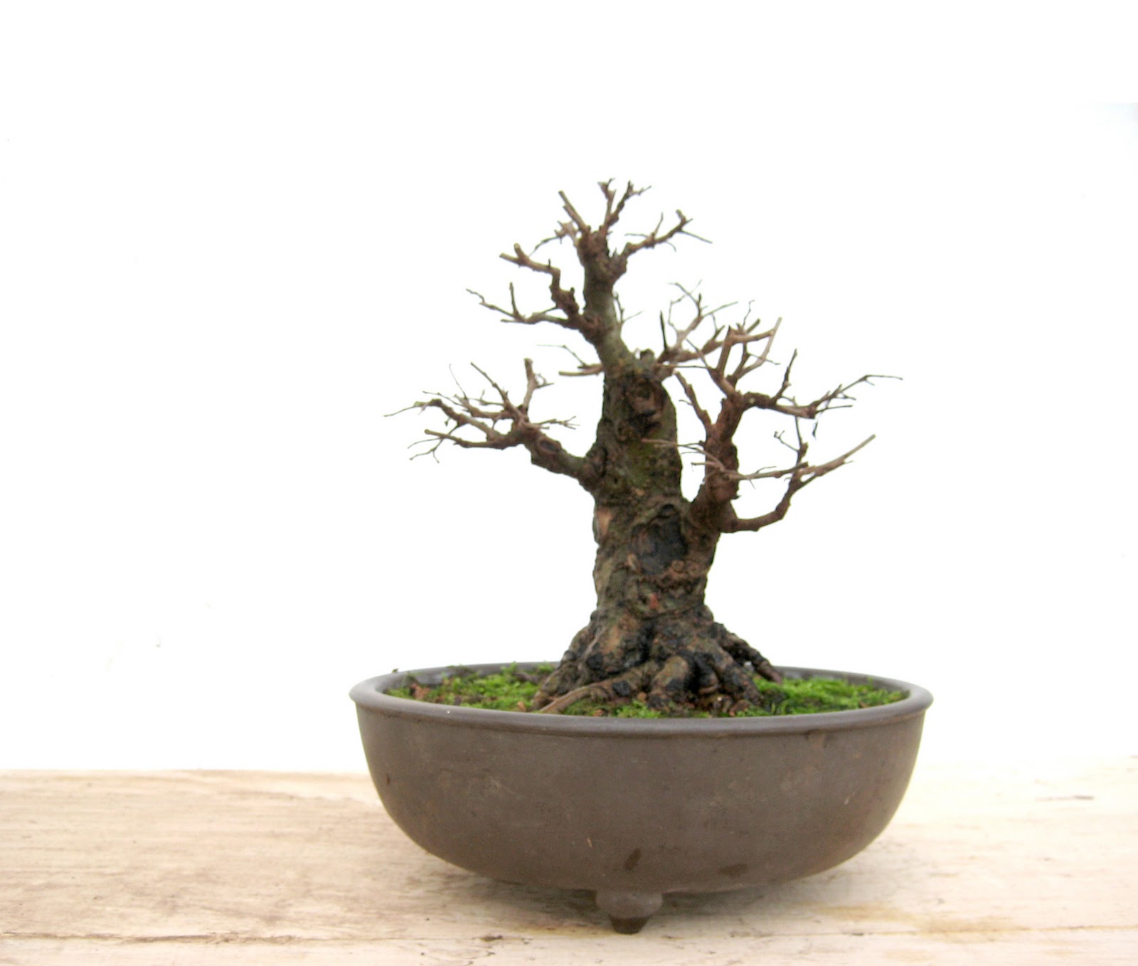 life with bonsai shohin ulmus parvifolia