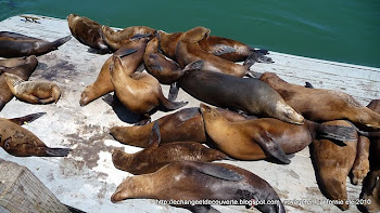 Sea lions