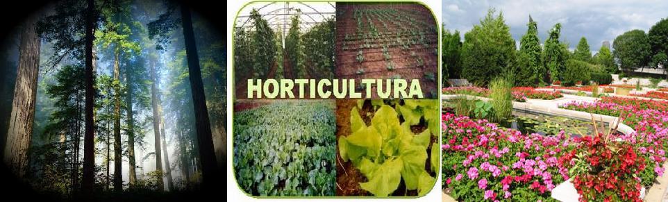 Criar e Plantar