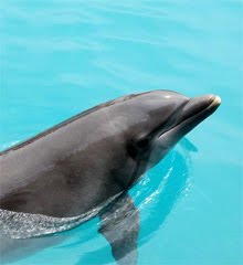 Swimming wwith dolphins