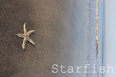 starfish