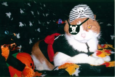 saya dairy: Cat Beauty Pageant