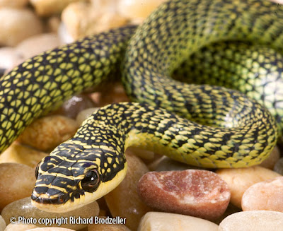 Flying Snake (Ular Terbang)