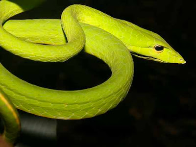 Long nosed vine snake