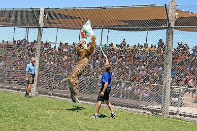 Tigers