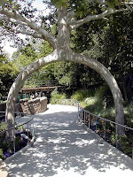 Amazing Trees - Unusual Trees from around the World