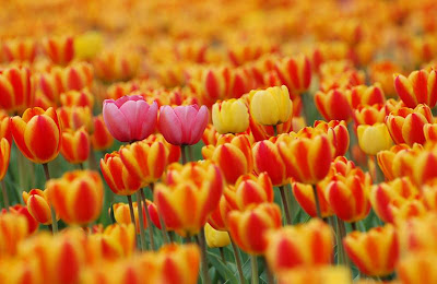 Flowers Walpaper