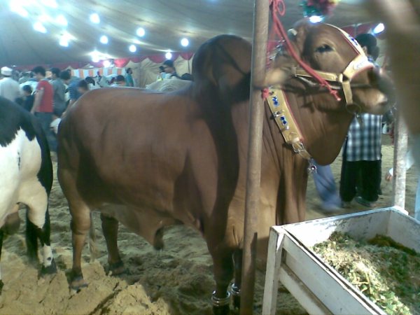 மாட்டு சந்தை !!!!! Cows+in+the+market+for+this+Eid-ul-Azha+18